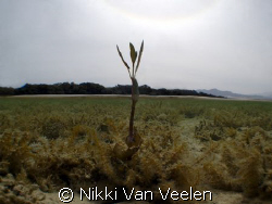 Lonely mangrove shoot far away from the rest, taken in Na... by Nikki Van Veelen 